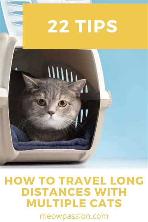 how to move long distance with a cat